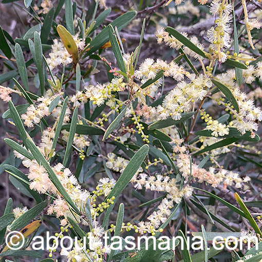Acacia myrtifolia, Myrtle Wattle, Tasmania