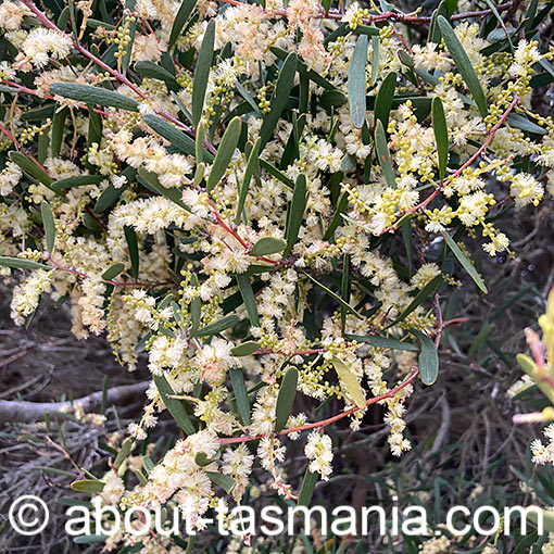 Acacia myrtifolia, Myrtle Wattle, Tasmania