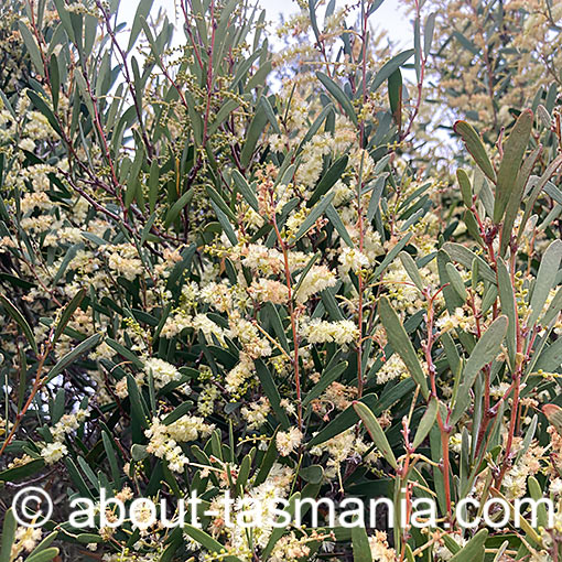 Acacia myrtifolia, Myrtle Wattle, Tasmania
