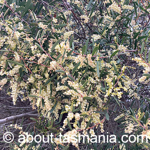 Acacia myrtifolia, Myrtle Wattle, Tasmania
