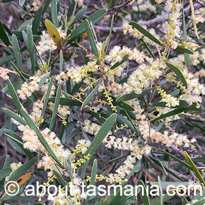 Acacia myrtifolia