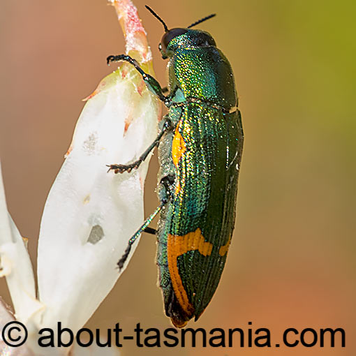 Castiarina leai, Jewel Beetle, Buprestidae, Tasmania