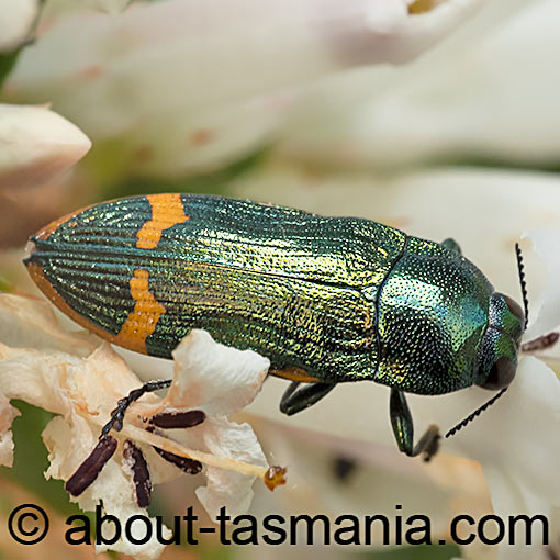 Castiarina leai, Jewel Beetle, Buprestidae, Tasmania