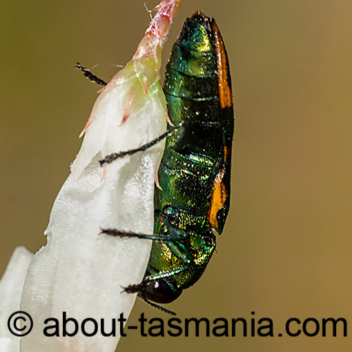 Castiarina leai, Jewel Beetle, Buprestidae, Tasmania