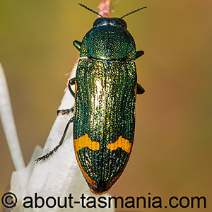 Castiarina leai