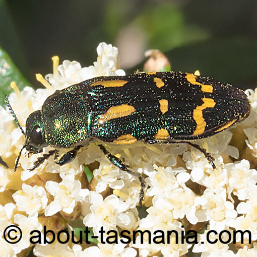 Castiarina virginea, Jewel Beetle, Buprestidae, Tasmania
