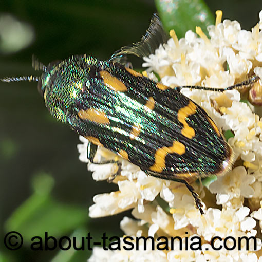 Castiarina virginea, Jewel Beetle, Buprestidae, Tasmania