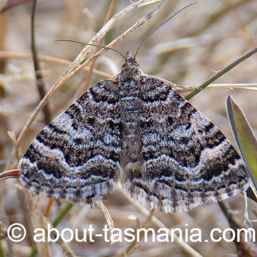 Chrysolarentia euclidiata, moth, Geometridae, Tasmania
