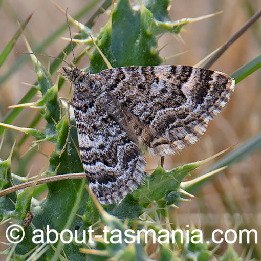 Chrysolarentia euclidiata, moth, Geometridae, Tasmania