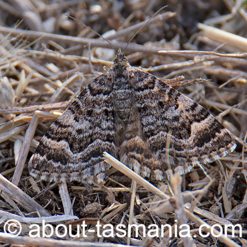 Chrysolarentia euclidiata, moth, Geometridae, Tasmania