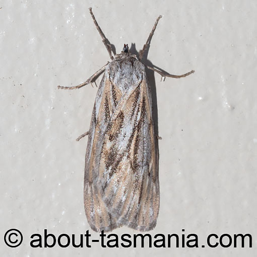 Ciampa arietaria, moth, Geometridae, Tasmania