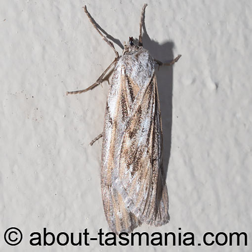 Ciampa arietaria, moth, Geometridae, Tasmania