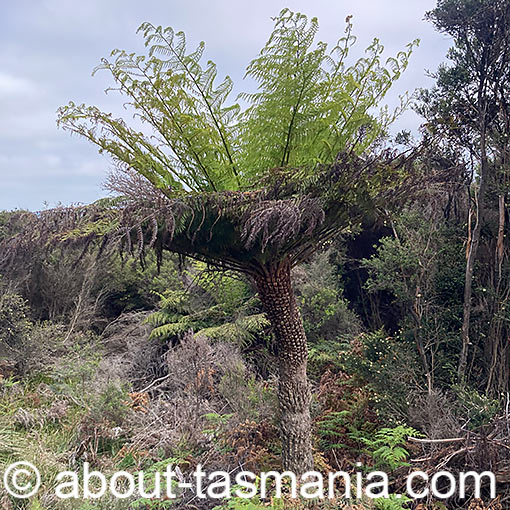 Cyathea australis, Rough Tree-Fern, Tasmania