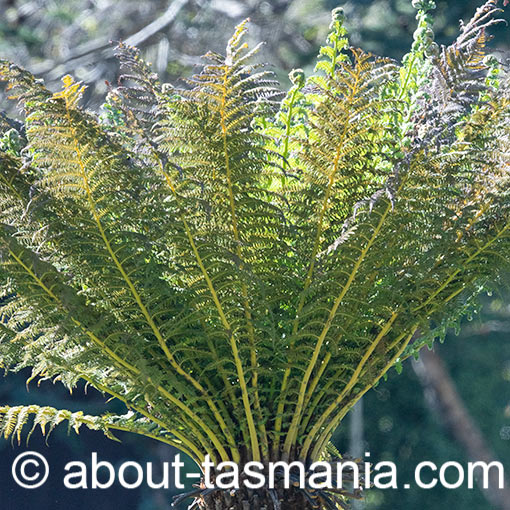 Cyathea australis, Rough Tree-Fern, Tasmania