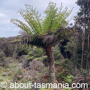Cyathea australis
