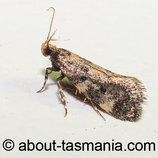 Diasceta aeolias, Oecophoridae, Barea group, moth, Tasmania