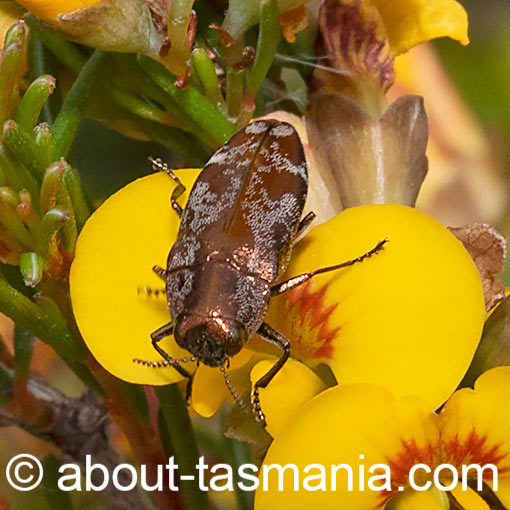 Diphucrania acuducta, Jewel Beetle, Buprestidae, Tasmania
