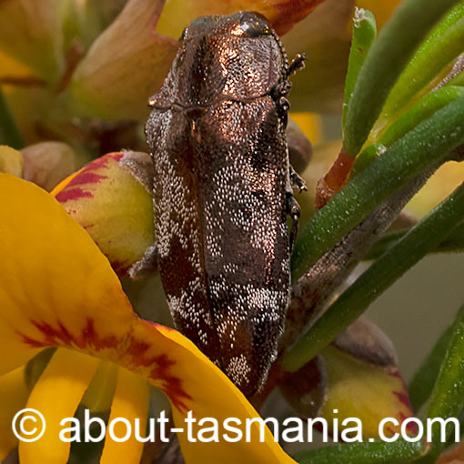 Diphucrania acuducta, Jewel Beetle, Buprestidae, Tasmania