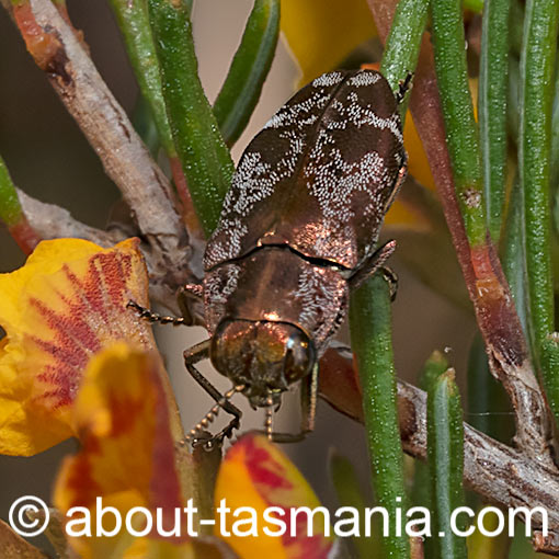 Diphucrania acuducta, Jewel Beetle, Buprestidae, Tasmania