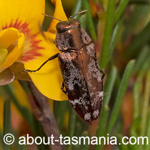 Diphucrania acuducta