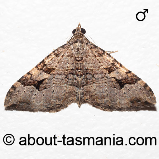 Epyaxa centroneura, moth, Geometridae, Tasmania