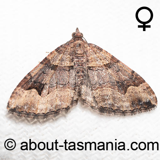 Epyaxa centroneura, moth, Geometridae, Tasmania