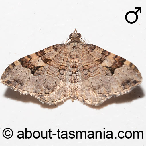 Epyaxa centroneura, moth, Geometridae, Tasmania