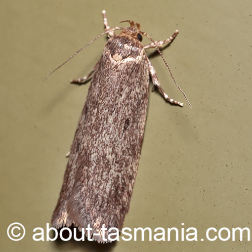 Guestia uniformis, Oecophoridae, Tasmania