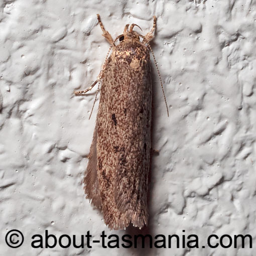 Guestia uniformis, Oecophoridae, Tasmania