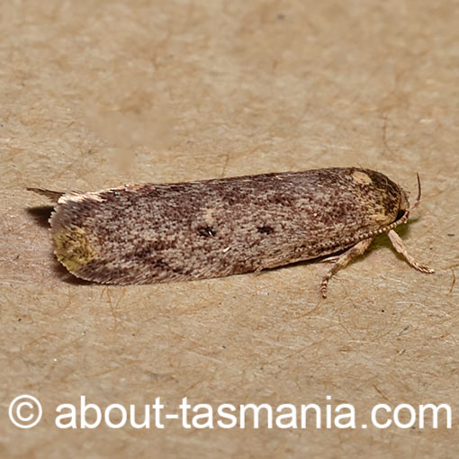 Guestia uniformis, Oecophoridae, Tasmania