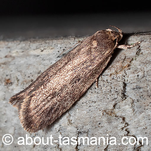 Guestia uniformis, Oecophoridae, Tasmania