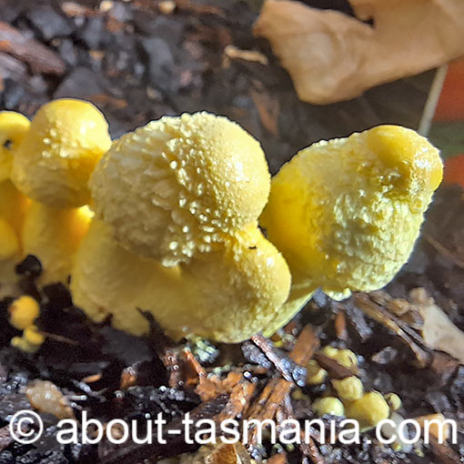 Leucocoprinus birnbaumii, fungi, Tasmania