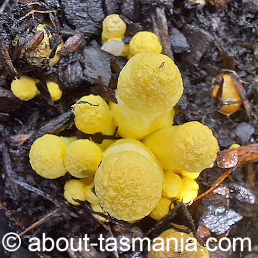 Leucocoprinus birnbaumii, fungi, Tasmania