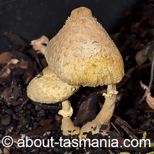 Leucocoprinus birnbaumii, fungi, Tasmania
