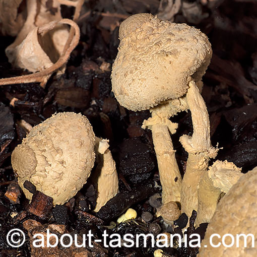 Leucocoprinus birnbaumii, fungi, Tasmania