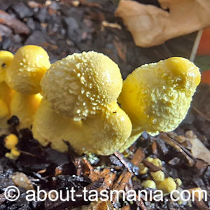 Leucocoprinus birnbaumii