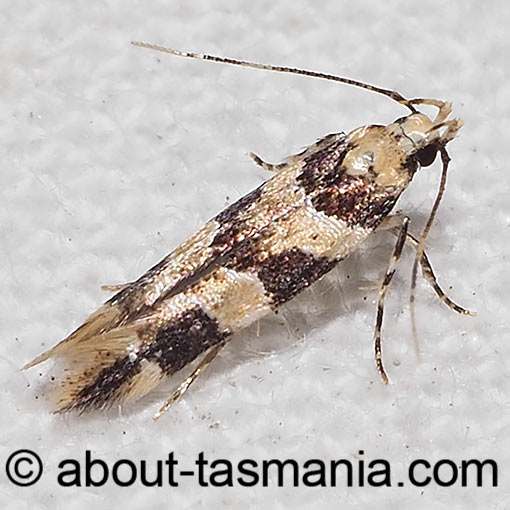 Limnaecia leptomeris, Cosmopterigidae, moth, Tasmania
