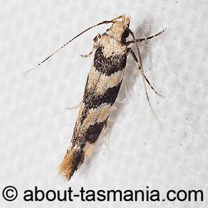 Limnaecia leptomeris