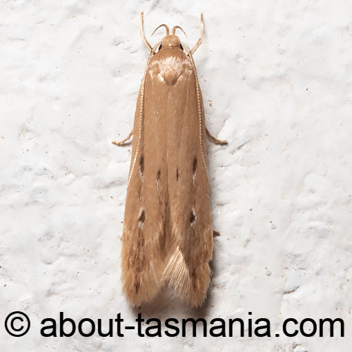 Limnaecia phragmitella, Cosmopterigidae, moth, Tasmania