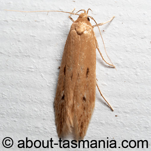 Limnaecia phragmitella, Cosmopterigidae, moth, Tasmania