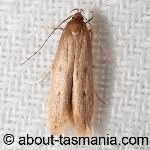 Limnaecia phragmitella, Cosmopterigidae, moth, Tasmania