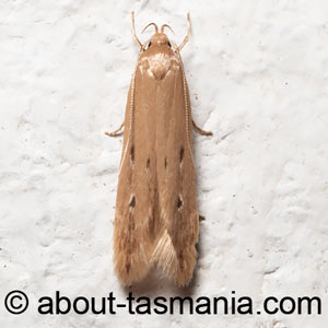 Limnaecia phragmitella
