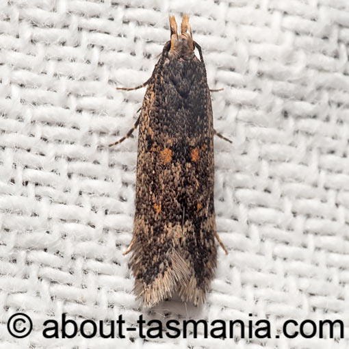Megacraspedus popularis, moth, Gelechiidae, Tasmania