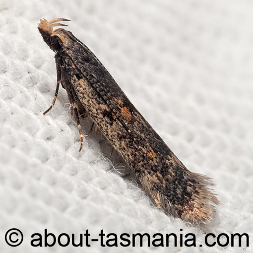 Megacraspedus popularis, moth, Gelechiidae, Tasmania