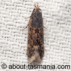 Megacraspedus popularis