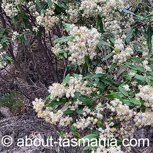 Olearia lirata, Snowy Daisy-Bush, Tasmania