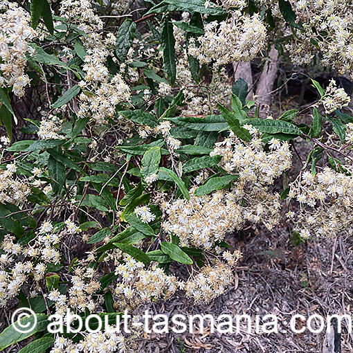 Olearia lirata, Snowy Daisy-Bush, Tasmania