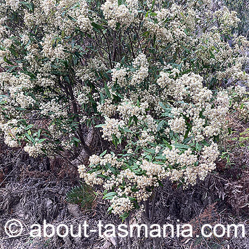 Olearia lirata, Snowy Daisy-Bush, Tasmania