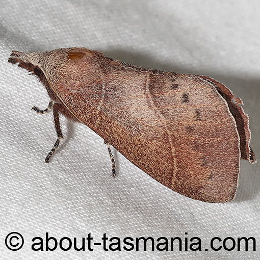 Opsirhina lechriodes, Lasiocampidae, moth, Tasmania