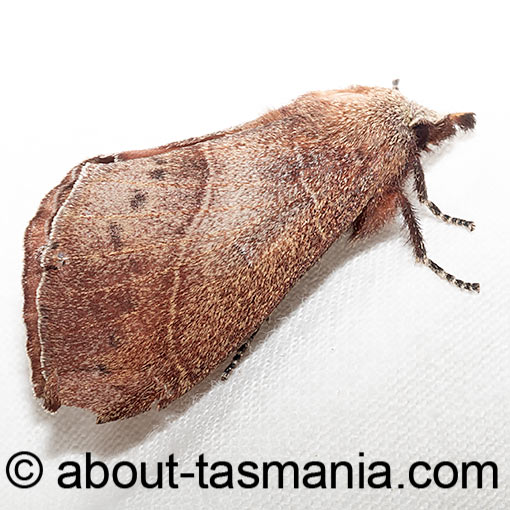 Opsirhina lechriodes, Lasiocampidae, moth, Tasmania